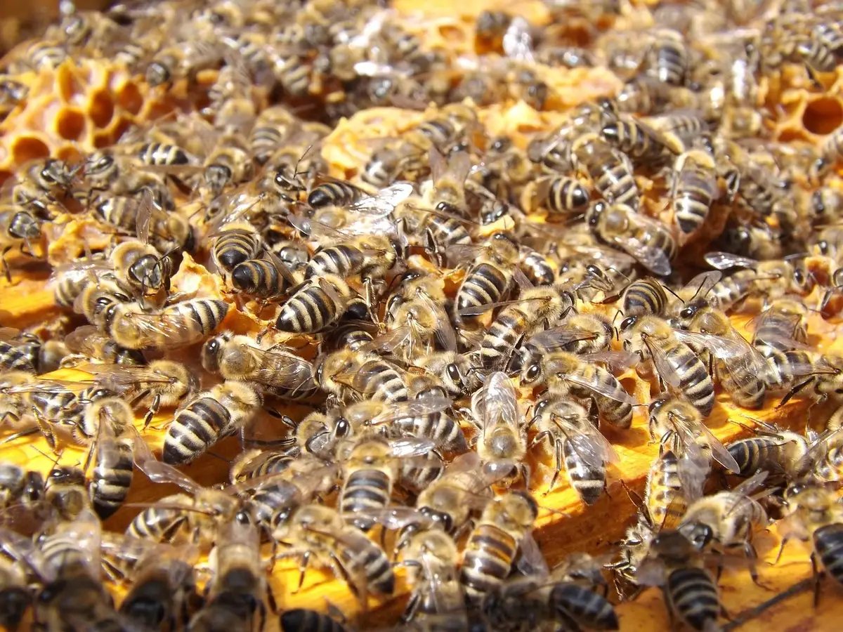 Petites fourmis Lasius sur une surface d'observation en classe