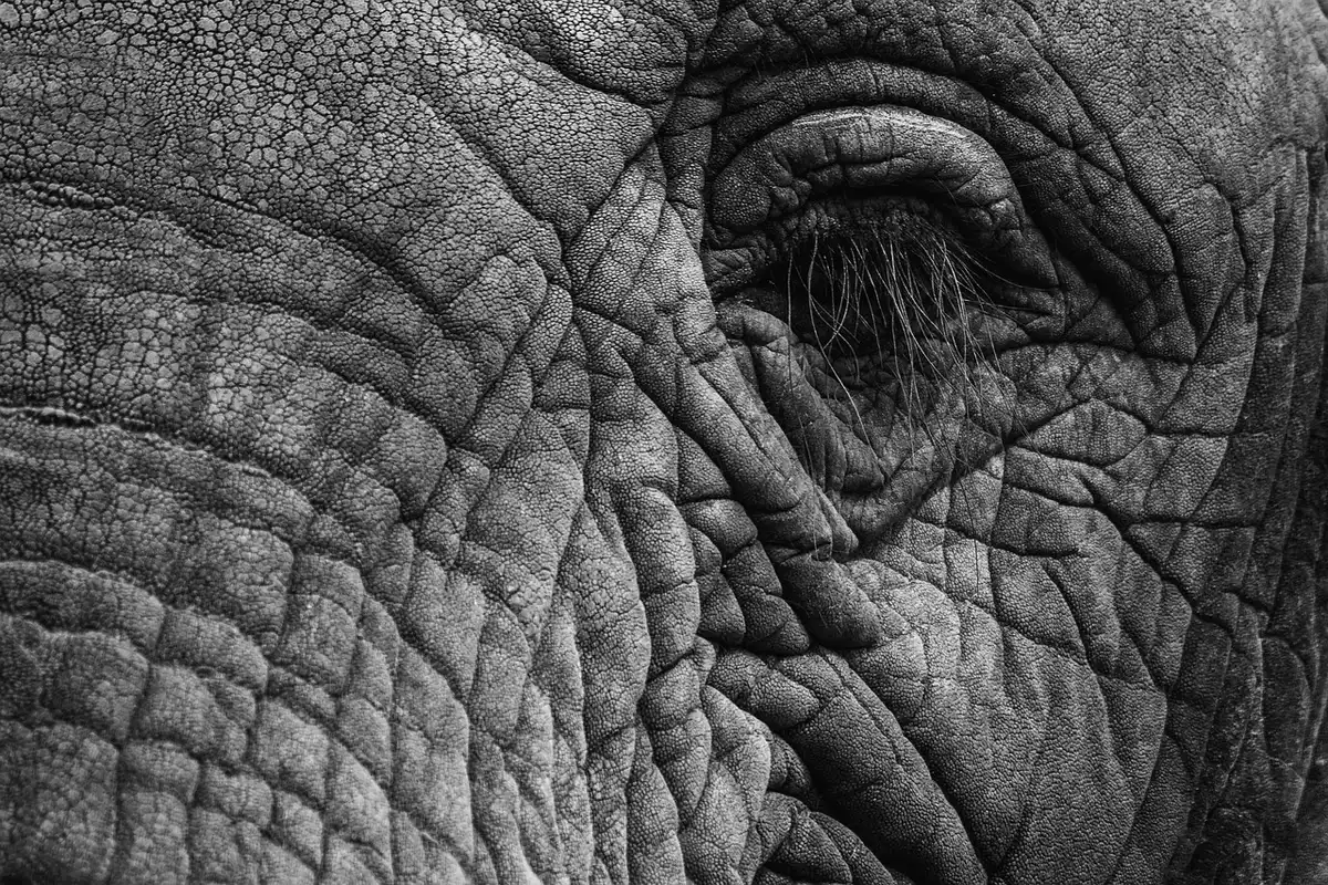 Clôture rurale et champs près d'une zone fréquentée par éléphants
