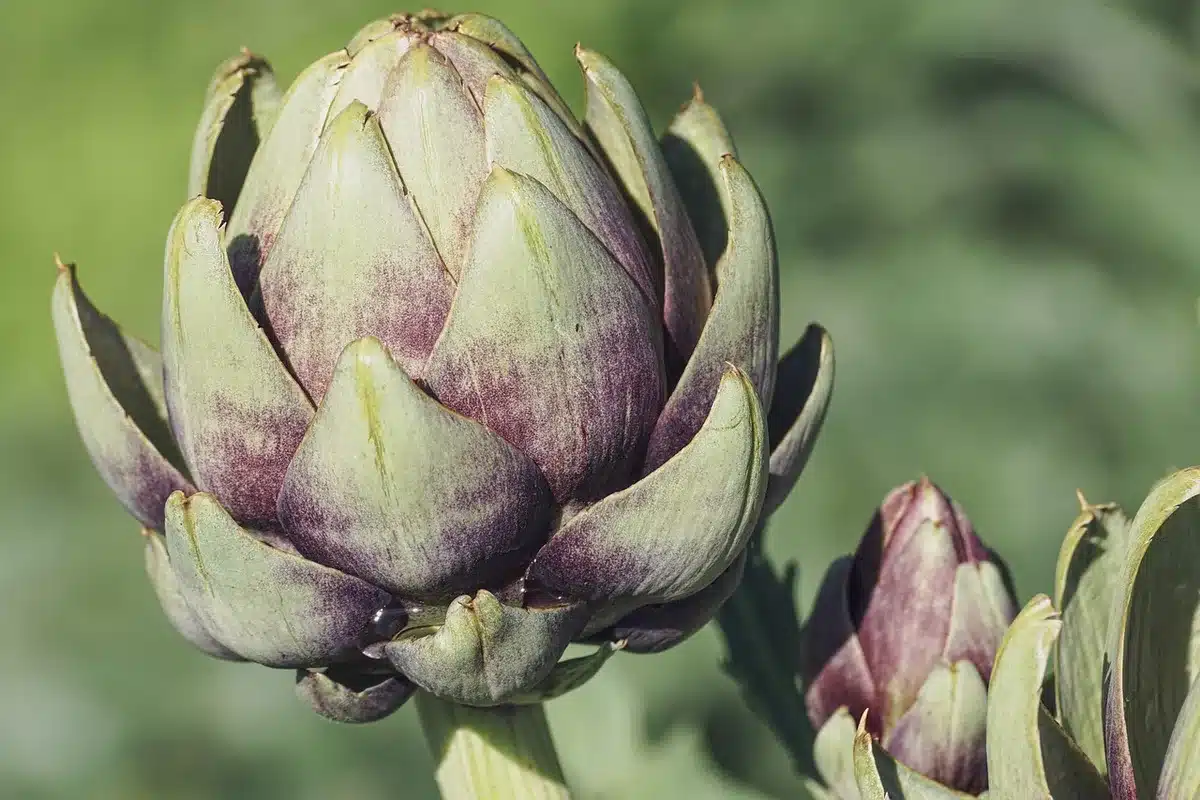 Jeunes pousses et feuilles de plantes sauvages comestibles au printemps