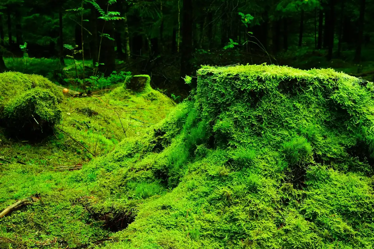 Cueillette respectueuse en forêt avec petites quantités prélevées