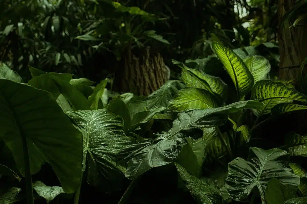 Colonie dense et homogène de plantes invasives couvrant le sol