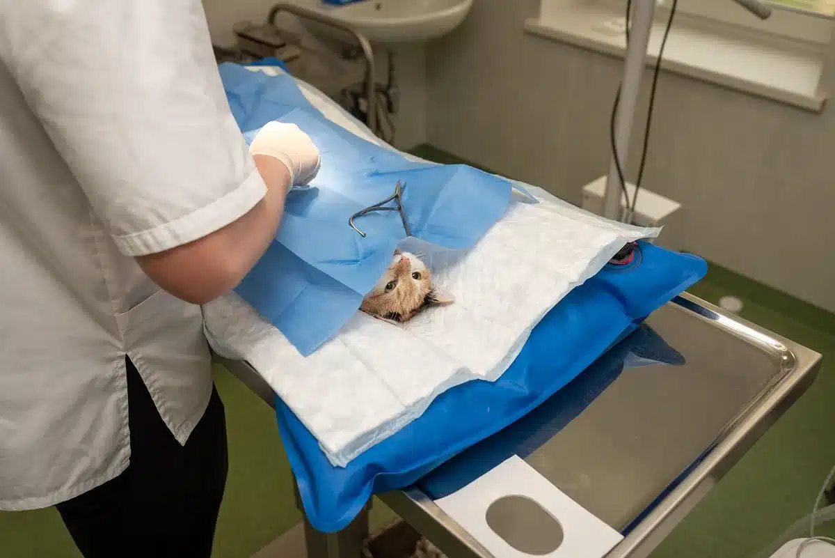 Chat chez le vétérinaire pour une stérilisation