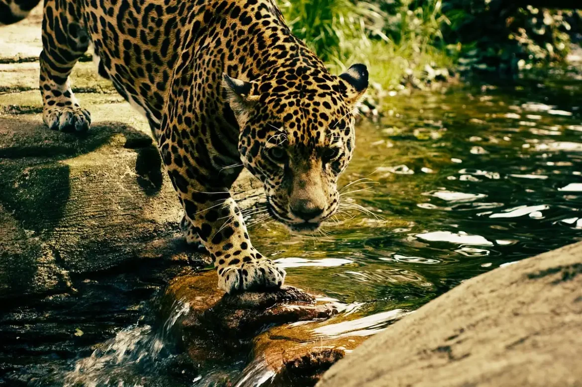 Chat domestique en posture de chasse dans un jardin herbeux au crépuscule