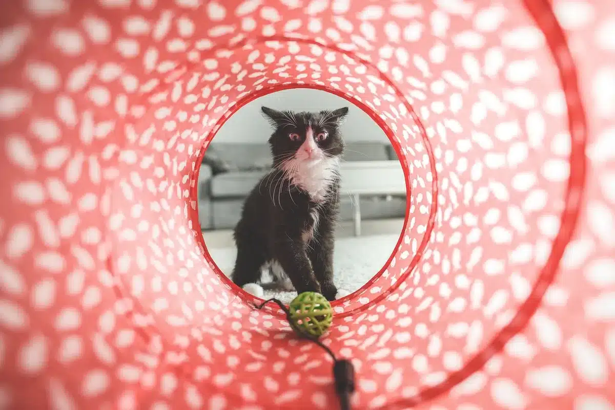 Chat jouant avec des jouets d'enrichissement à l'intérieur