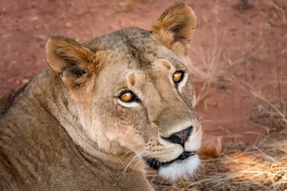 Chat sur une clôture de jardin observant la faune sauvage alentour