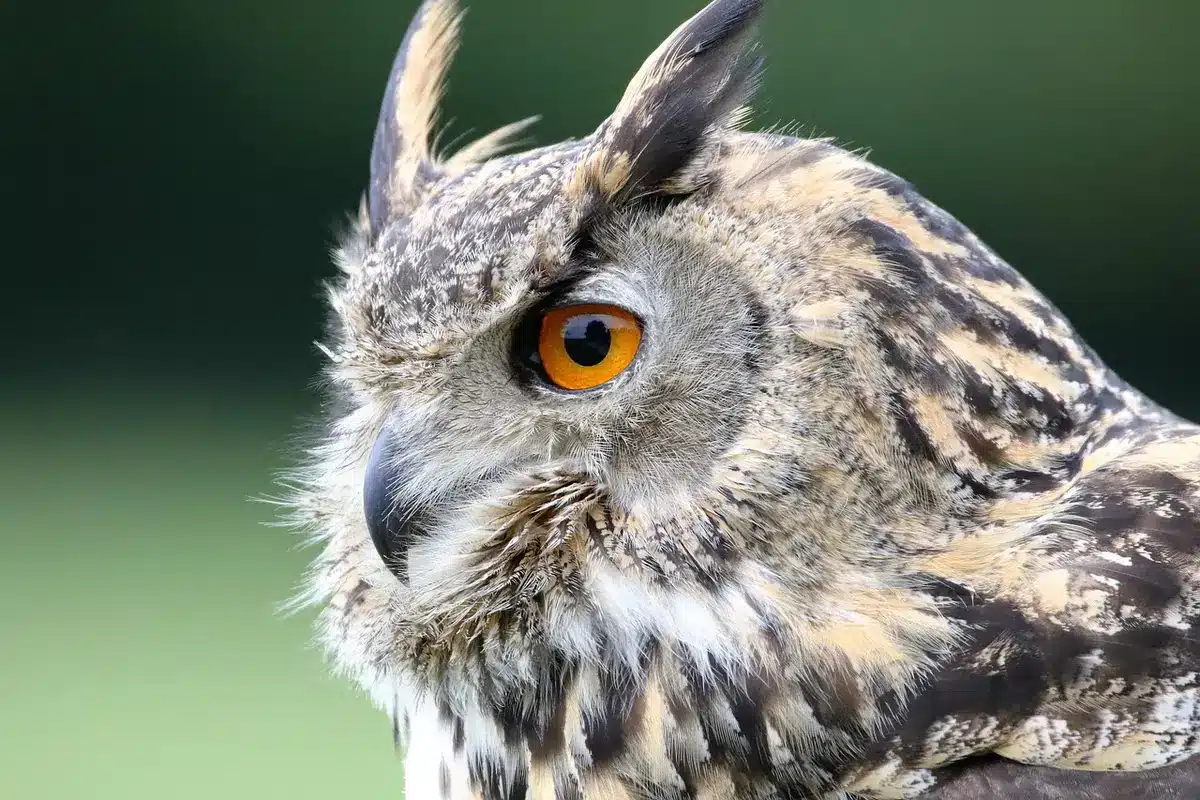 Touristes guidés observant des animaux à distance avec jumelles