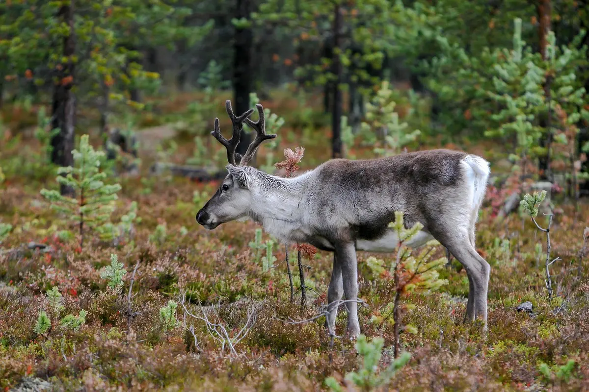 Paysage naturel fragmenté montrant impacts du tourisme sur un habitat
