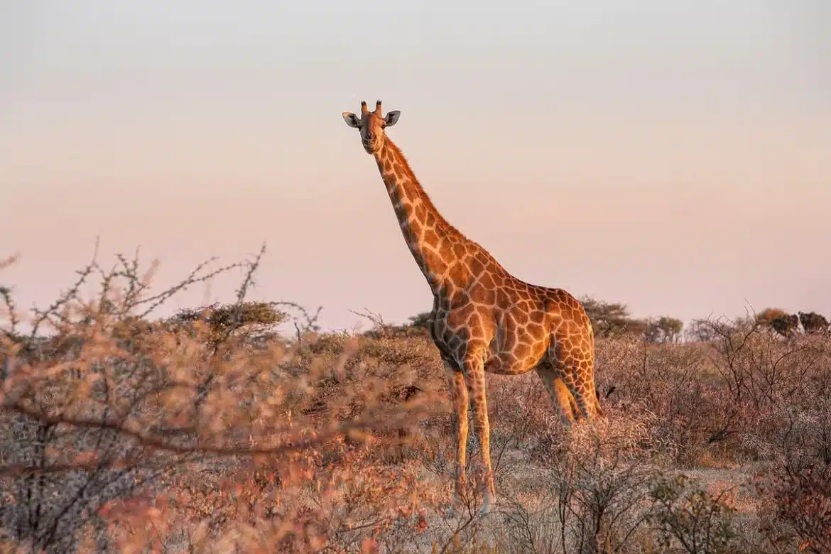 Silhouette d'un observateur aux jumelles regardant une savane avec animaux à l'horizon