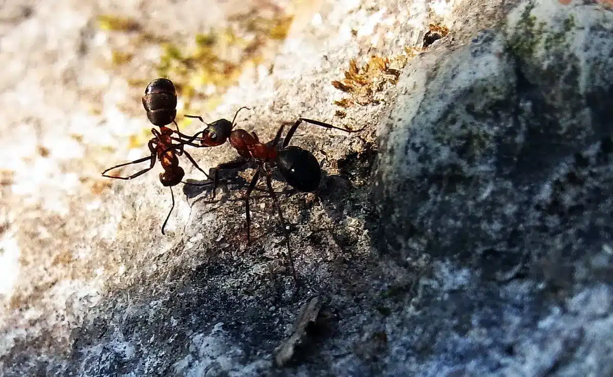 Comparaison de petites fourmis Lasius et Formica sur une table d'observation