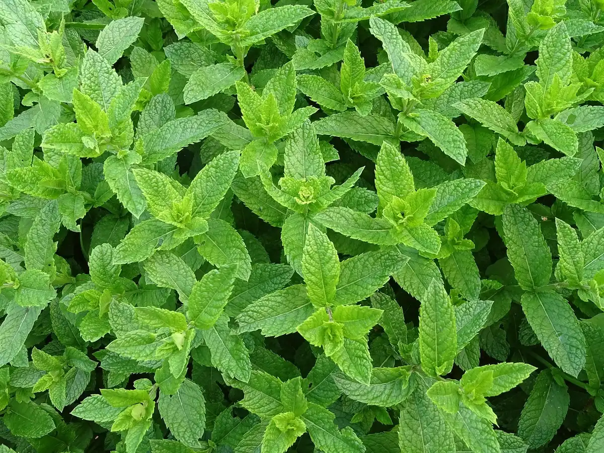 Feuilles de menthe posées sur une table évoquant tradition et vitalité