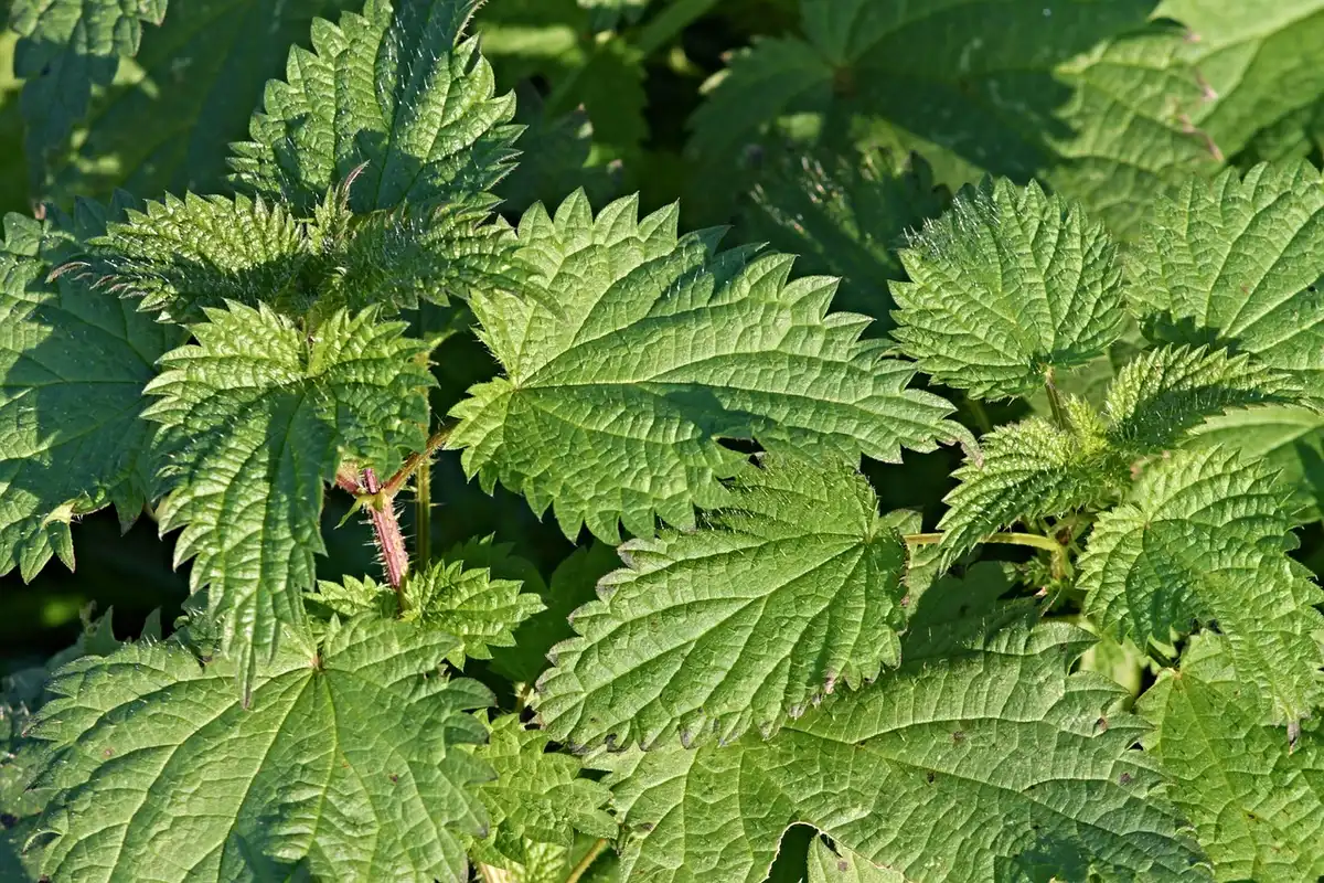 Main tenant quelques feuilles de laurier légèrement consumées au-dessus d'un petit récipient